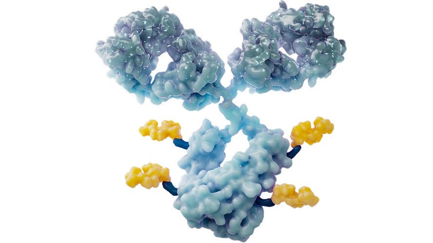 Image of antibody drug conjugates, highlighting innovations in cancer research.