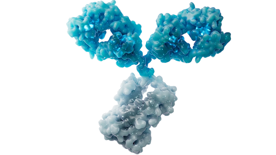 Image of monoclonal antibodies, symbolizing cancer research breakthroughs.